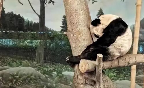 明星网红熊猫丫丫是谁,网络红人背后的故事与魅力