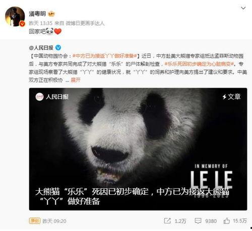 明星网红熊猫丫丫是谁,网络红人背后的故事与魅力