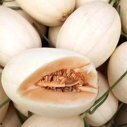东方蜜瓜今日价格,甜蜜新动向一览