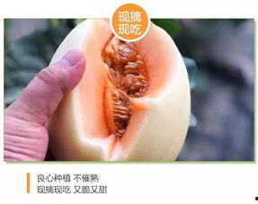 东方蜜瓜今日价格,甜蜜新动向一览