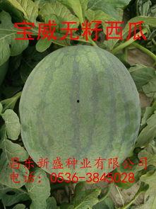 无籽瓜今日行情,今日动态一览