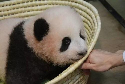 熊猫明星网红排名榜,盘点萌态可掬的明星熊猫排行