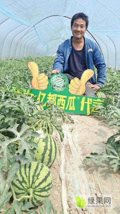 夏邑今日瓜价行情,今日瓜价走势一览