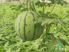 今日王旗营小瓜价格表,今日行情一览”