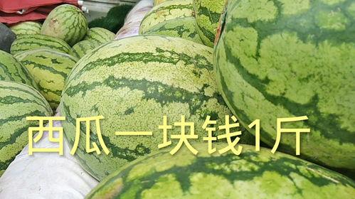 今日西葫芦瓜多少钱一斤