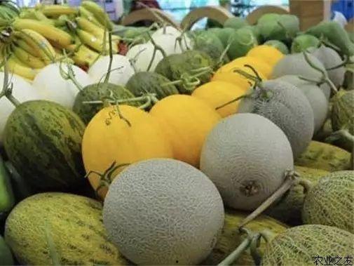 乐东今日哈密瓜价格表,品质佳受消费者青睐