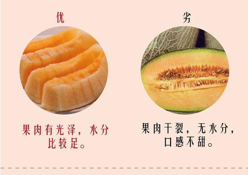 乐东今日哈密瓜价格表,品质佳受消费者青睐