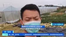 海南乐东哈密瓜今日价格