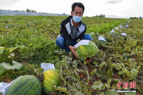海南省今日瓜菜价格,新鲜直供，实惠之选