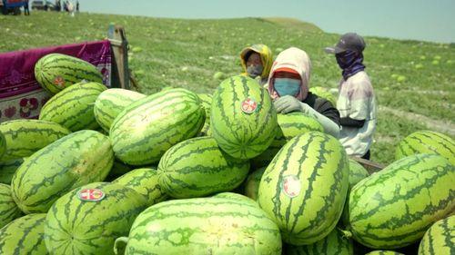 今日中卫硒砂瓜行情,品质硒砂瓜，价格稳中向好