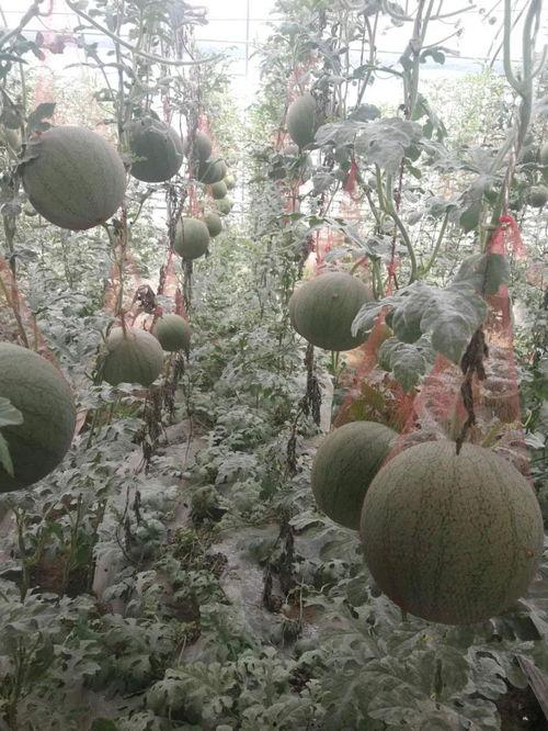 魏县小吊瓜今日价格表,品质瓜果，价格亲民