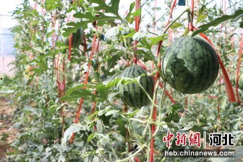 魏县小吊瓜今日价格表,品质瓜果，价格亲民
