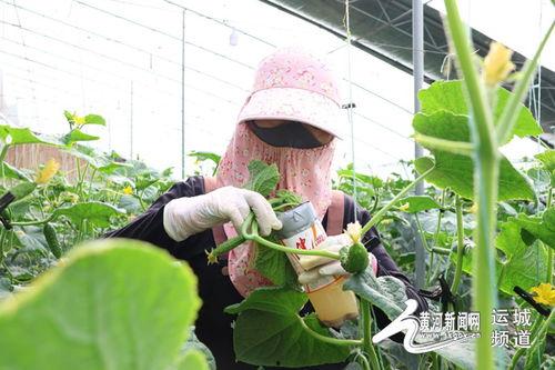 乳瓜今日行情价格最新消息,今日价格波动及市场动态一览
