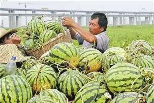 今日武汉瓜批发价格,今日价格行情一览