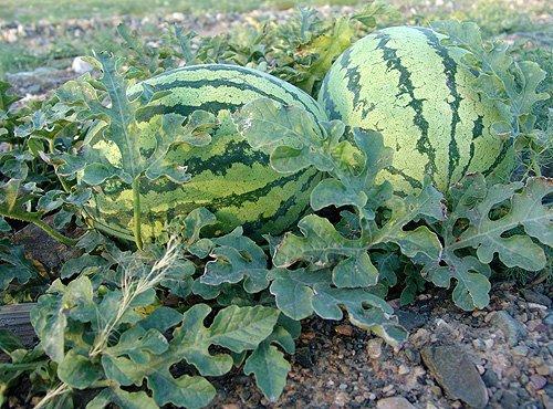 今日新疆硒砂瓜行情走势,今日走势稳健，供需平衡助力价格上涨