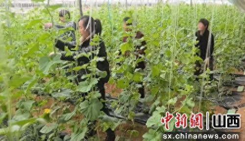 山西运城夏县今日瓜价,今日瓜价行情一览