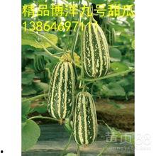 文山洋瓜今日价格行情,今日市场动态一览”