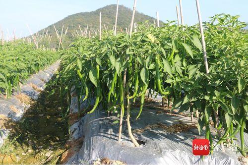 海南三亚今日瓜菜收购价,新鲜行情一览