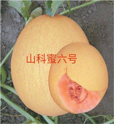 山瓜甜瓜今日价格,今日市场行情一览
