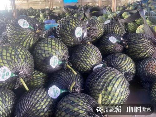 二瓜今日价格行情海南,价格波动与市场动态一览