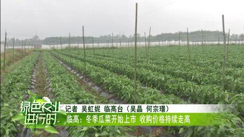 海南今日冬季瓜菜报价,新鲜上市，价格实惠，尽享田园美味