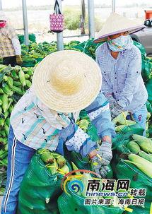 海南今日冬季瓜菜报价,新鲜上市，价格实惠，尽享田园美味