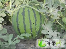 淮南苏瓜价格今日报价