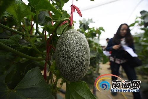 乐东今日美人哈密瓜价格,新鲜采摘，价格亲民，尽享夏日甘甜