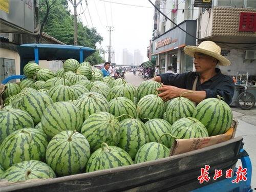 今日武汉白瓜价,市场行情实时解析”