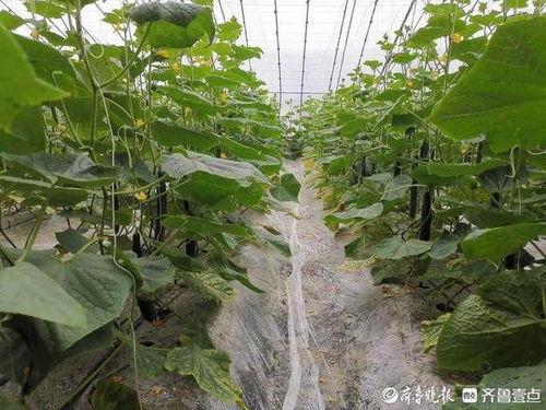 今日章丘大葱瓜价格,今日行情一览