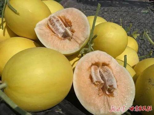 民勤蜜瓜价格今日行情,价格行情一览