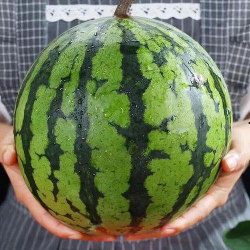 美都麒麟瓜今日行情,价格波动与市场动态一览