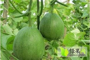 今日德州脆瓜价格行情,今日市场动态一览