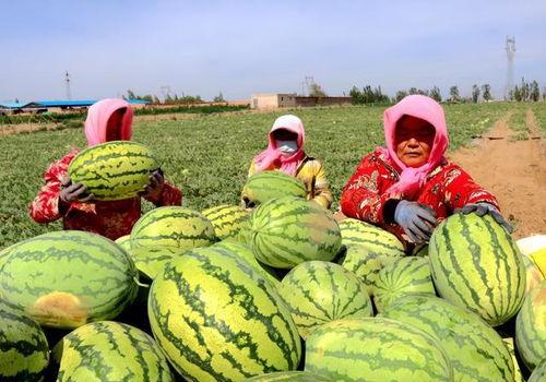 今日拉瓜价格,今日市场行情一览”