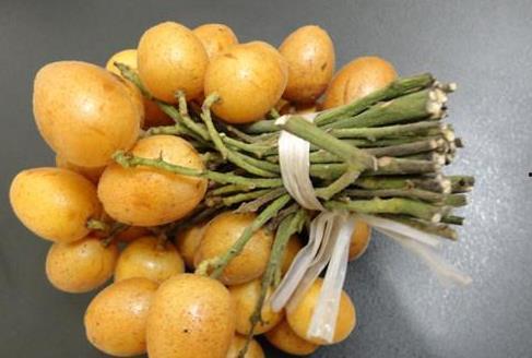 今日黄皮蜜瓜,黄皮蜜瓜的甘甜诱惑