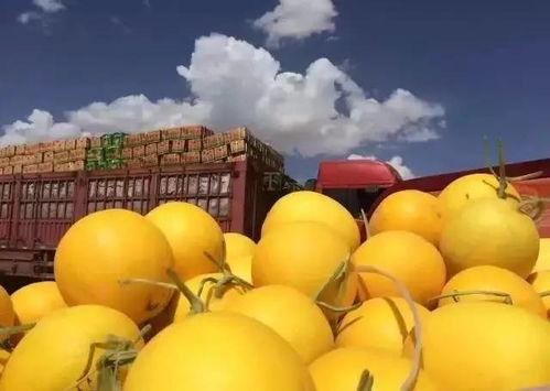 今日黄皮蜜瓜,黄皮蜜瓜的甘甜诱惑