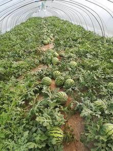 夏邑县今日瓜价行情走势,今日瓜价走势分析