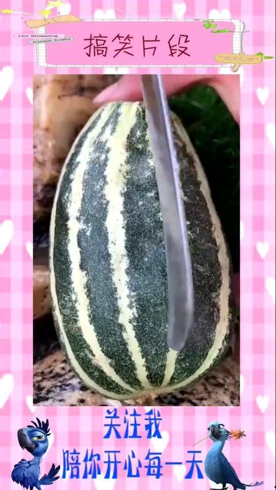 今日猜瓜视频大全