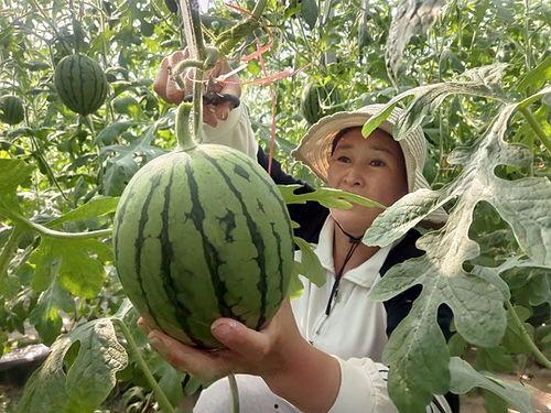 小吊瓜产地今日行情走势,今日走势分析及预测”