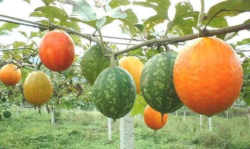 小吊瓜产地今日行情走势,今日走势分析及预测”