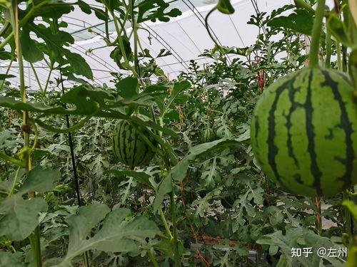 小吊瓜产地今日行情走势,今日走势分析及预测”