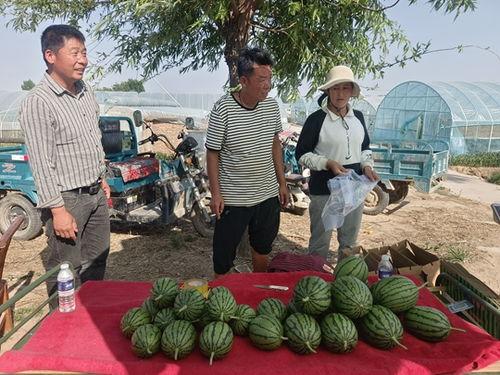 中牟吊瓜今日价格,价格波动解析