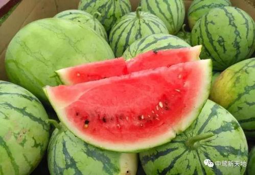 朝阳今日吃瓜,瓜田里的新鲜事儿