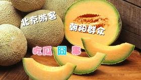 朝阳今日吃瓜,瓜田里的新鲜事儿