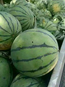 今日开封瓜价,今日瓜价行情一览”