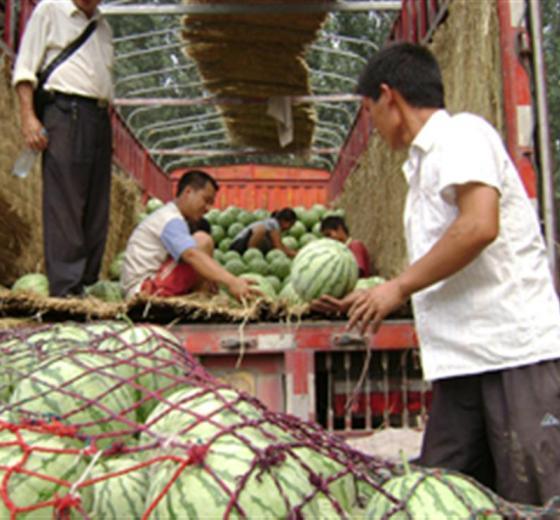 今日开封瓜价,今日瓜价行情一览”