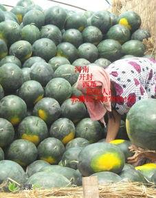 今日开封瓜价,今日瓜价行情一览”