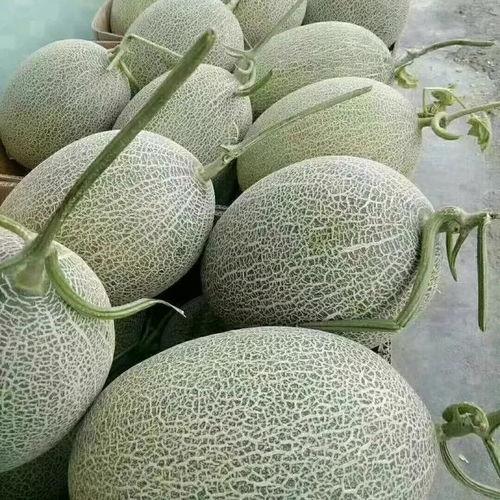 哈密瓜批发价今日,价格波动背后的市场动态”