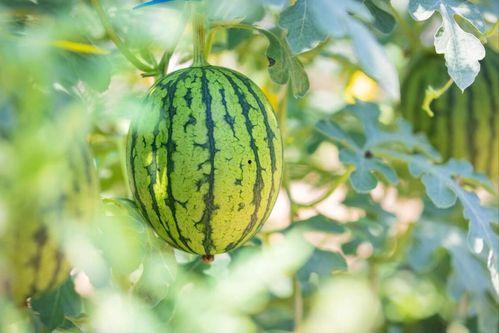 今日最热最火的瓜,今日最热最火瓜，揭秘幕后真相！