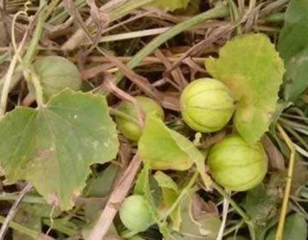 马泡瓜今日价格行情